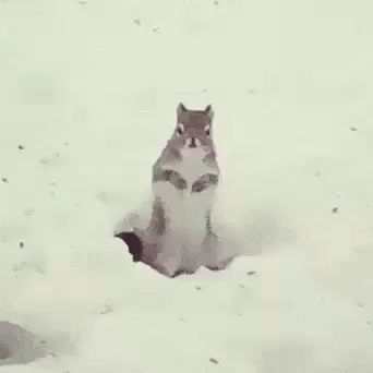 Кот сидит в снегу, вокруг белая заснеженная местность.