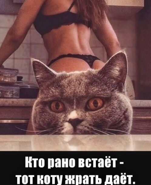 Кто рано встаёт - тот коту жрать даёт.