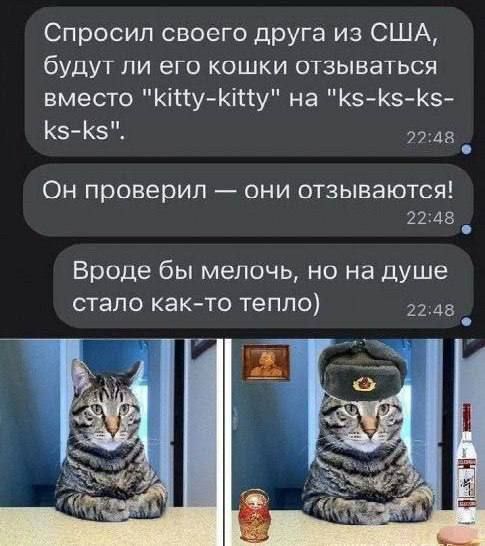 Спросил своего друга из США, будут ли его кошки отзывался вместо \