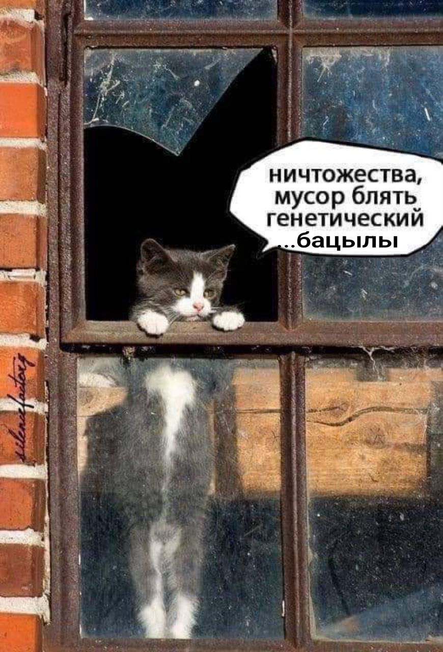 ничтожества, мусор блять генетический ..бацылы