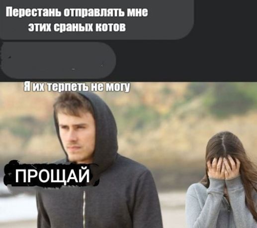 Перестань отправлять мне этих сраных котов Я их терпеть не могу ПРОЩАЙ