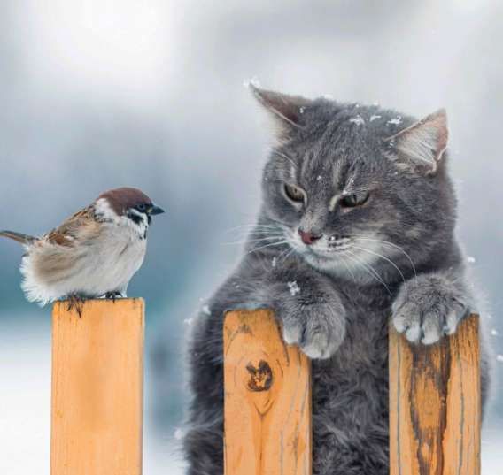 серый кот и птица на деревянном заборе в снегу