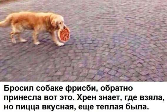 Бросил собаке фрисби, обратно принела вот это. Хрен знает, где взяла, но пицца вкусная, еще теплая была.