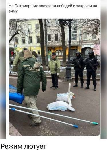 На Патриархиях повязали лебедей и закрыли на зиму
Режим лютоует
