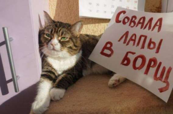 Совала лапы в борщ