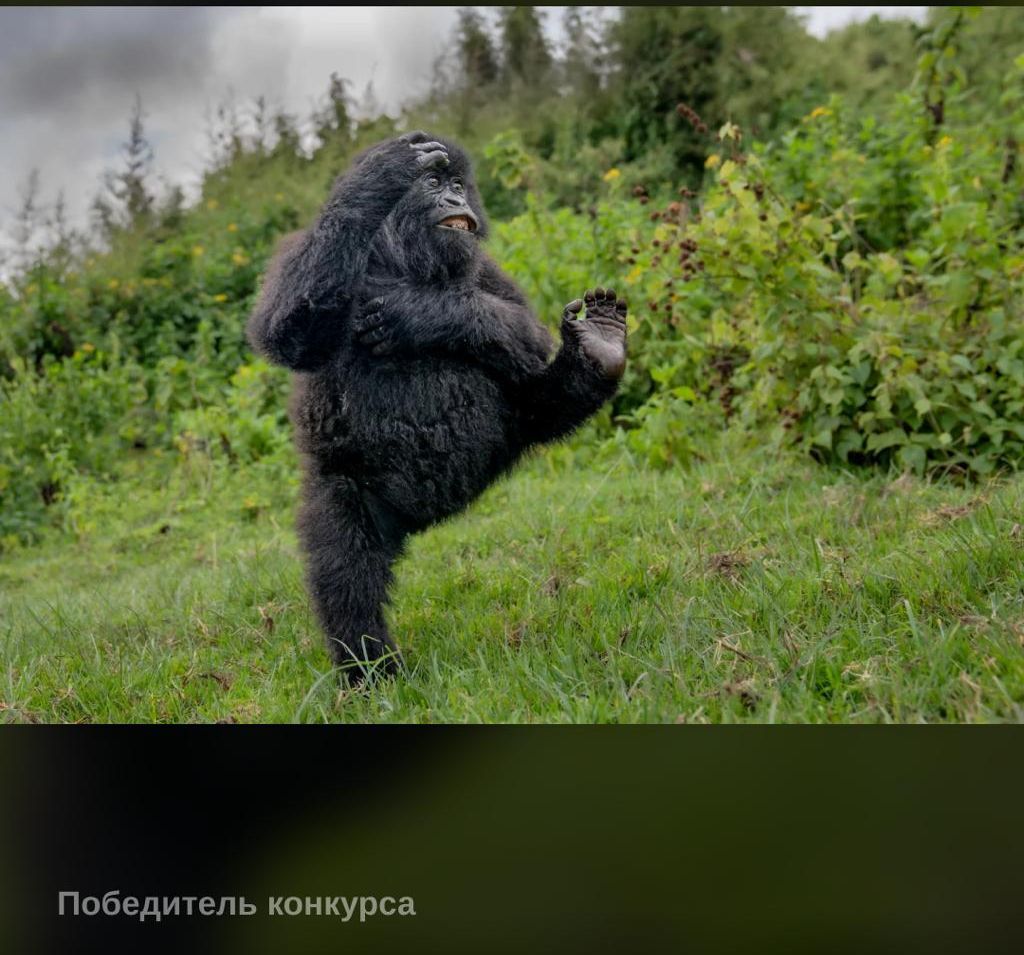 Победитель конкурса