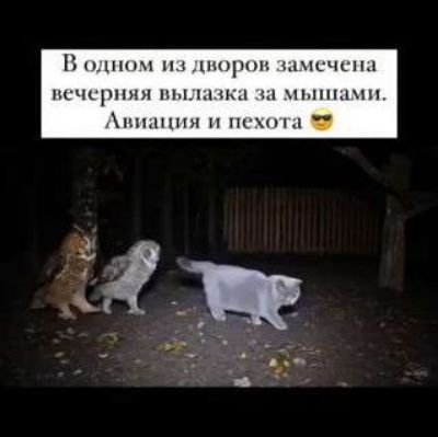 В одном из дворов замечена вечерняя вылазка за мышами. Авиация и пехота 😎