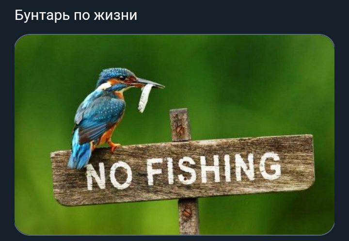 Бунтарь по жизни
NO FISHING