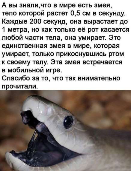 А вы знали, что в мире есть змея, тело которой растет 0,5 см в секунду. Каждые 200 секунд, она вырастает до 1 метра, но как только её рот касается любой части тела, она умирает. Это единственная змея в мире, которая умирает, только прикоснувшись ртом к своему телу. Эта змея встречается в мобильной игре. Спасибо за то, что так внимательно прочитали.