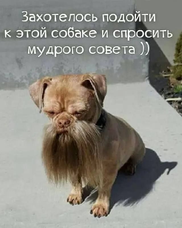 Захотелось подойти к этой собаке и спросить мудрого совета ))