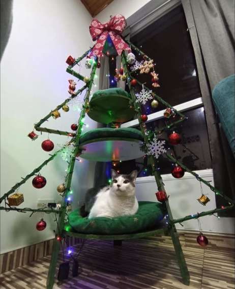 Кот сидит в маленькой ёлке из палочек, украшенной гирляндами.