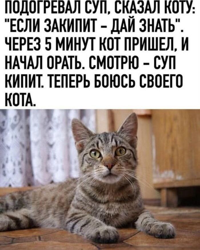 ПОДОГРЕВАЛ СУП, СКАЗАЛ КОТУ: 