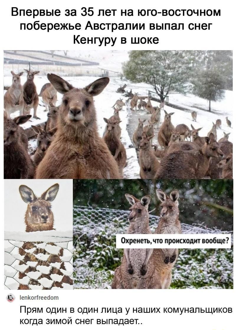 Впервые за 35 лет на юго-восточном побережье Австралии выпал снег Кенгуру в шоке
Прям один в один лица у наших коммунальщиков когда зимой снег выпадает..