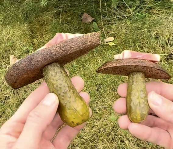 Две грибоподобные шляпки в руках над травой