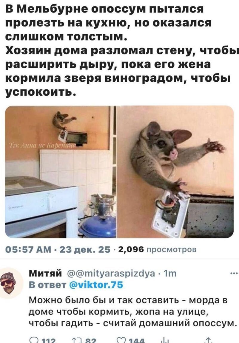 В Мельбурне опосум пытался пролезть на кухню, но оказался слишком толстым. Хозяин дома разломал стену, чтобы расширить дыру, пока его жена кормила зверя виноградом, чтобы успокоить.