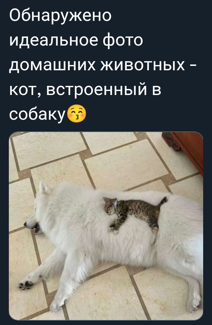 Обнаружено идеальное фото домашних животных – кот, встроенный в собаку😉