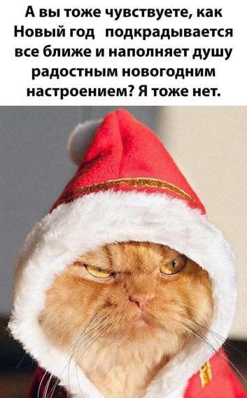 А вы тоже чувствуете, как Новый год подкрадывается все ближе и наполняет душу радостным новогодним настроением? Я тоже нет.