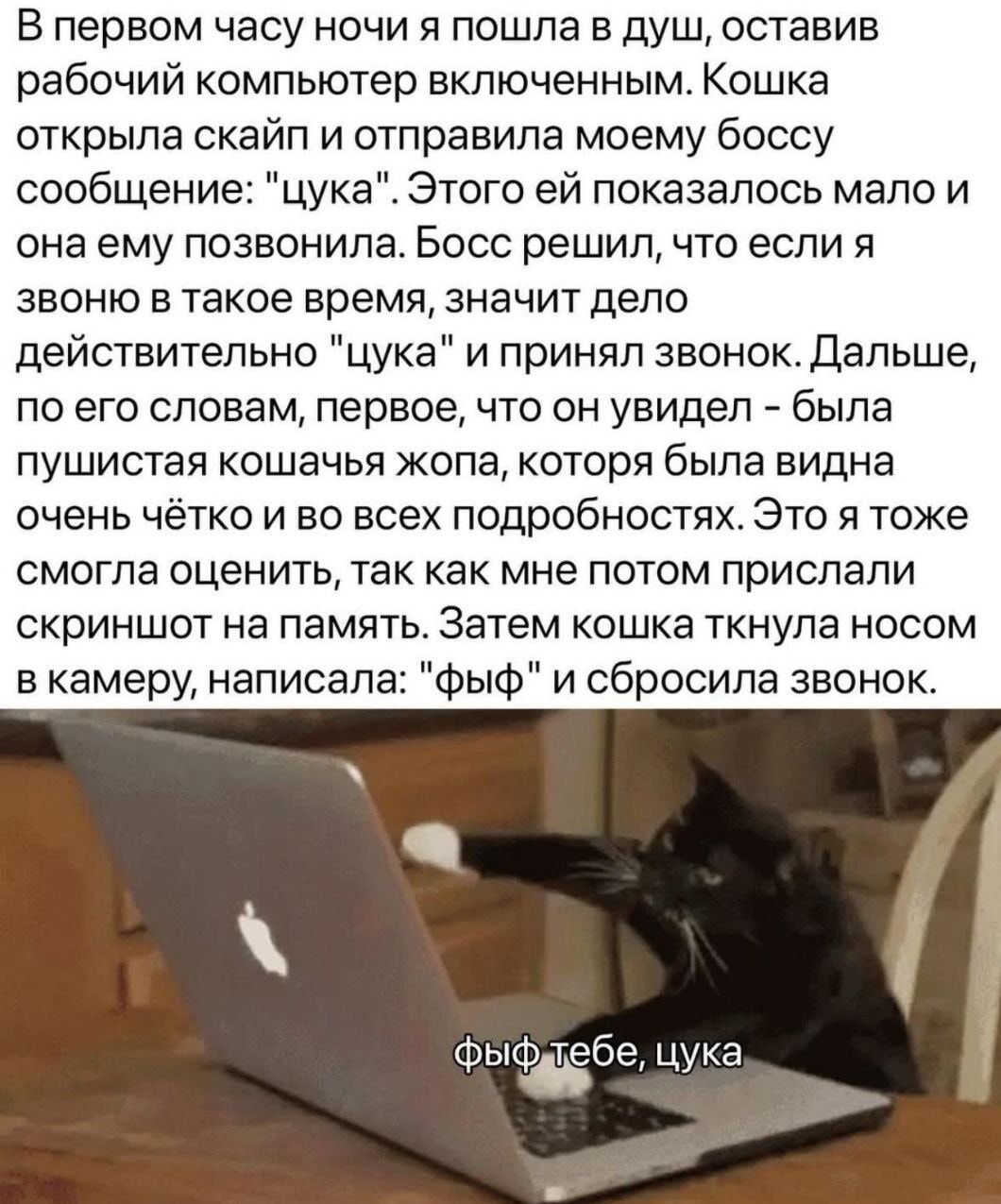В первом часу ночи я пошла в душ, оставив рабочий компьютер включённым. Кошка открыла скайп и отправила моему боссу сообщение: «цука». Этого ей показалось мало и она ему позвонила. По его словам, первое, что он увидел, была пушистая кошачья жопа, которая была видна очень чётко и во всех подробностях. Затем кошка ткнула носом в камеру, написала: «фиф» и сбросила звонок.