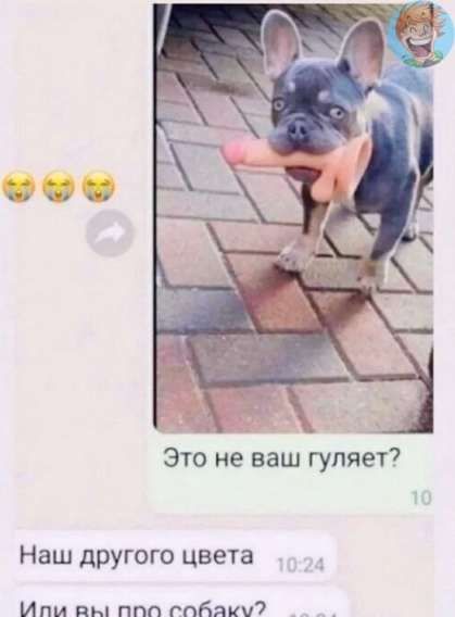 Это не ваш гуляет?
Наш другого цвета
Или вы про собаку?