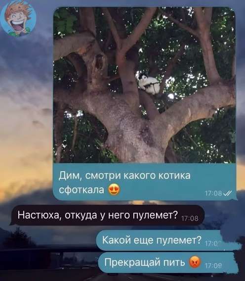 Дим, посмотри какого котика сфоткала 😍
Настюха, откуда у него пулемет?
Какой еще пулемет?
Прекращай пить 😡