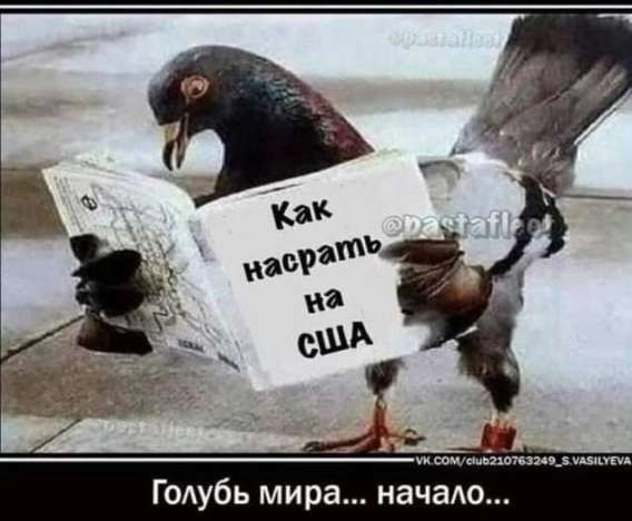 Как насрать на США
Голубь мира... начало...