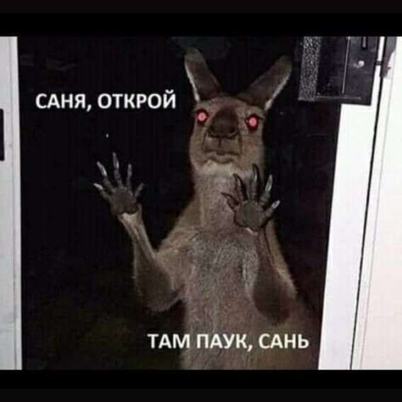 САНЯ, ОТКРОЙ ТАМ ПАУК, САНЬ