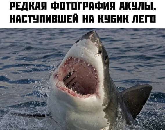 РЕДКАЯ ФОТОГРАФИЯ АКУЛЫ, НАСТУПИВШЕЙ НА КУБИК ЛЕГО