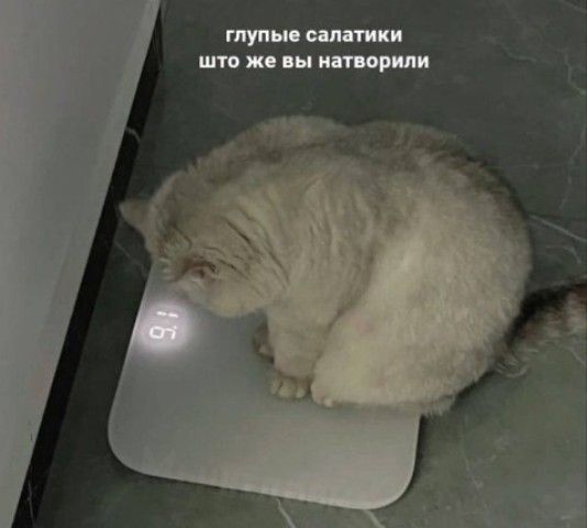 глупые салатики что же вы натворили