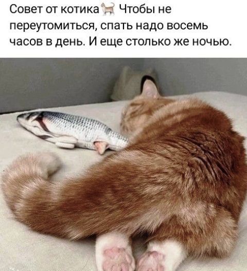 Совет от котика🐱 Чтобы не переутомиться, спать надо восемь часов в день. И еще столько же ночью.