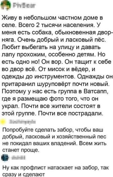 Живу в небольшом частном доме в селе. Всего 2 тысячи населения. У меня есть собака, обычная дворняга. Очень добрый и ласковый пёс. Любит выбегать на улицу и давать лапу прохожим, особенно детям. Но есть одно но! Он вор. Он тащит к себе во двор всё. От мисок и ведёр, и одежды до инструментов. Однажды он прихватил что-то почти новое. У нас есть группа в ватсапп, где я размещаю фото того, что он украл. Почти все жители состоят в этой группе. Почти все пострадали.