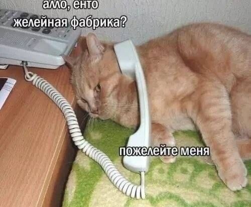 алло, енто желейная фабрика? пожелейте меня