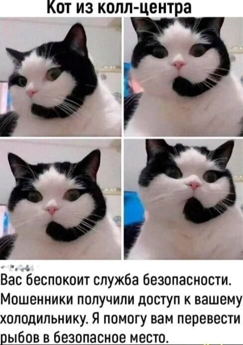 Кот из колл-центра. Вас беспокоит служба безопасности. Мошенники получили доступ к вашему холодильнику. Я помогу вам перевести рыб в безопасное место.