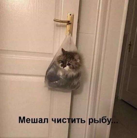 Мешал чистить рыбу...