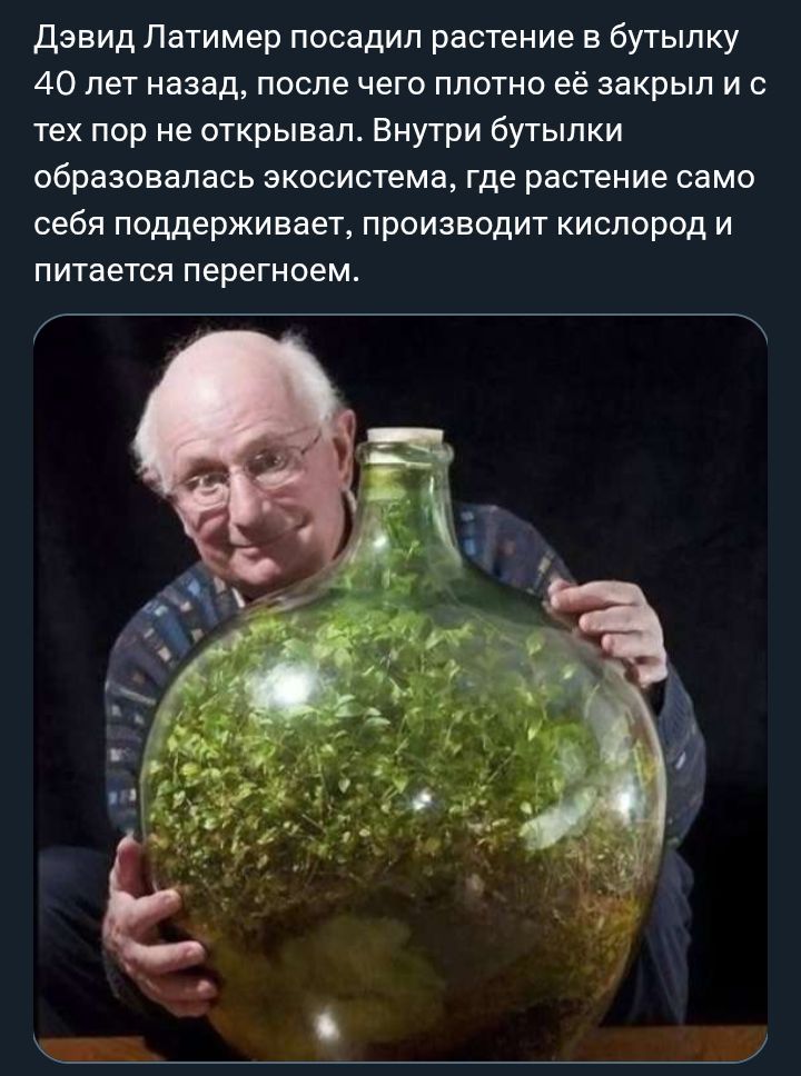 Дэвид Латимер посадил растение в бутылку 40 лет назад, после чего плотно её закрыл и с тех пор не открывал. Внутри бутылки образовалась экосистема, где растение само себя поддерживает, производит кислород и питается перегноем.