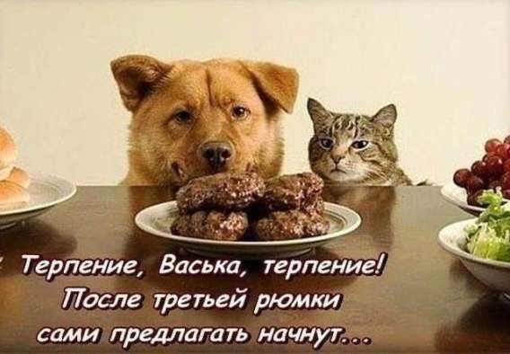 Терпение, Васька, терпение! После третьей рюмки сами предлагать начнут...