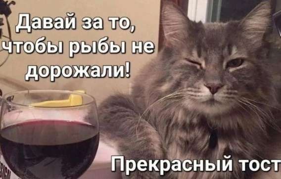 Давай за то, чтобы рыбы не дорожали! Прекрасный тост