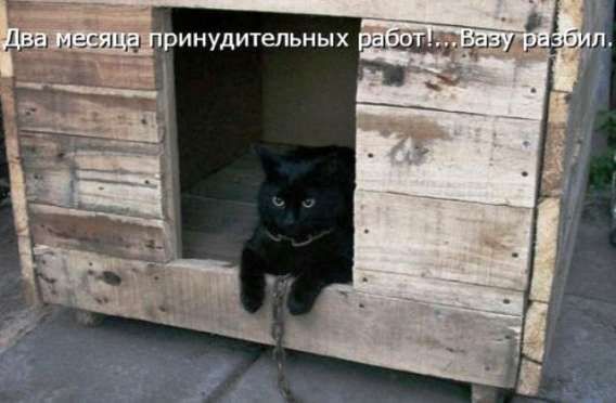 Два месяца принудительных работ... Вашу разбил.