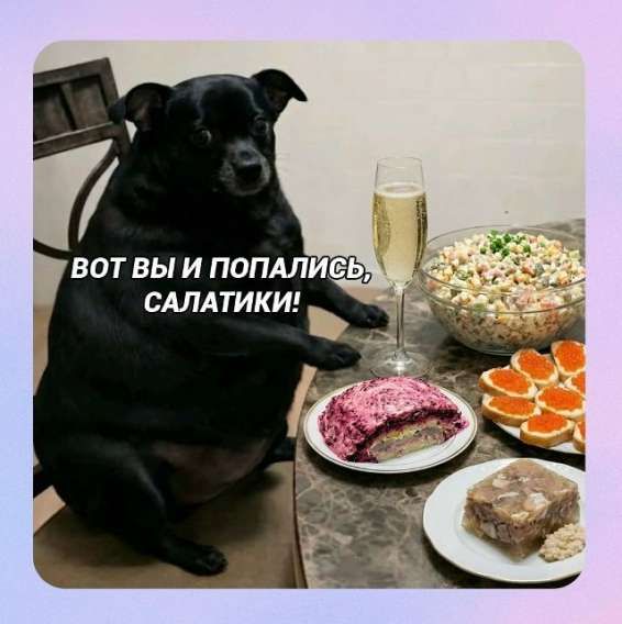ВОТ ВЫ И ПОПАЛИСЬ, САЛАТИКИ!