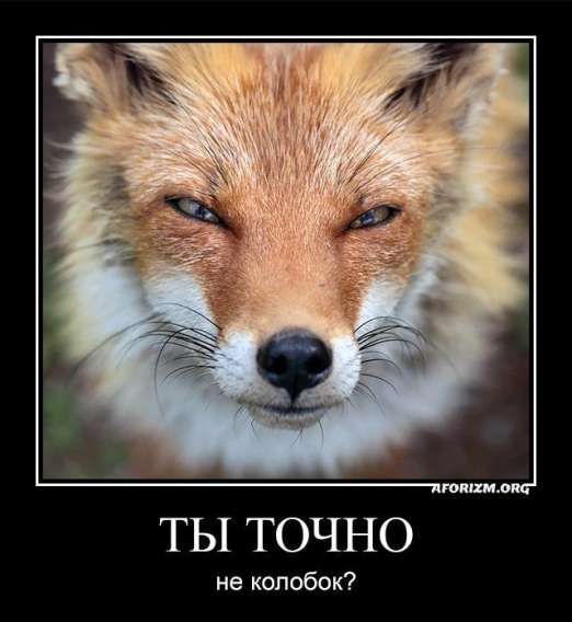 ТЫ ТОЧНО не колобок?