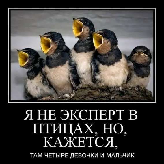 Я НЕ ЭКСПЕРТ В ПТИЦАХ, НО, КАЖЕТСЯ, ТАМ ЧЕТЫРЕ DEВОЧКИ И МАЛЬЧИК