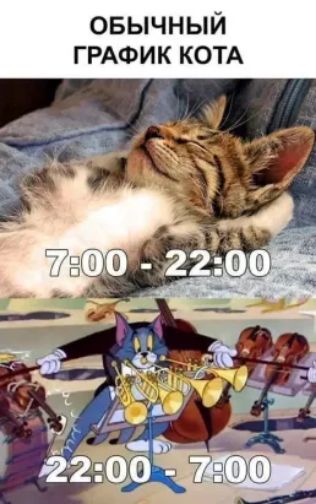 ОБЫЧНЫЙ ГРАФИК КОТА 7:00 - 22:00 22:00 - 7:00