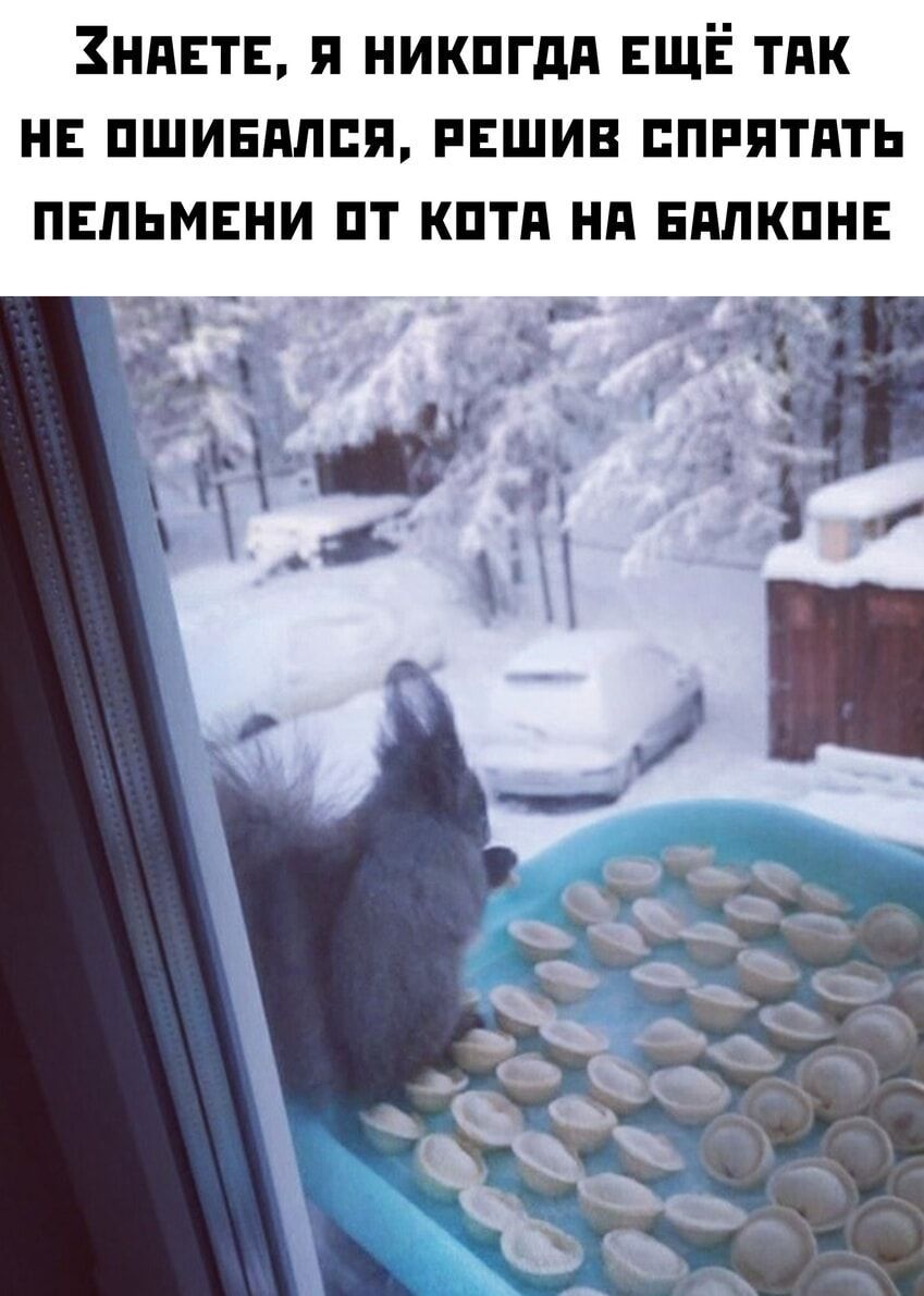 Знаете, я никогда ещё так не ошибался, решив спрятать пельмени от кота на балконе