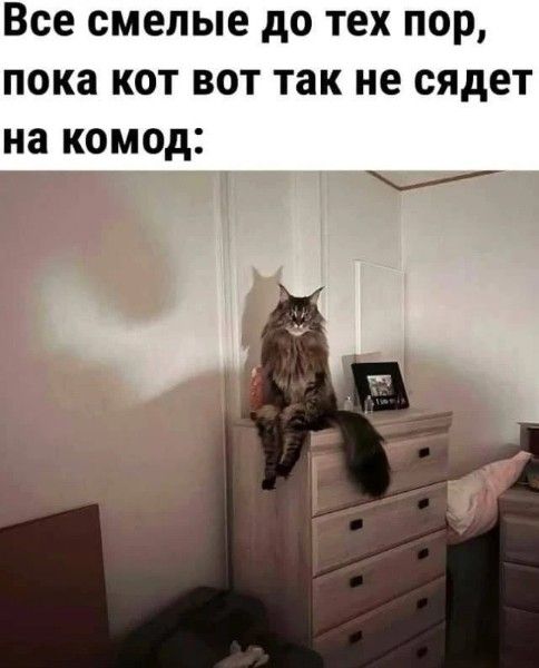 Все смелые до тех пор, пока кот вот так не сядет на комод: