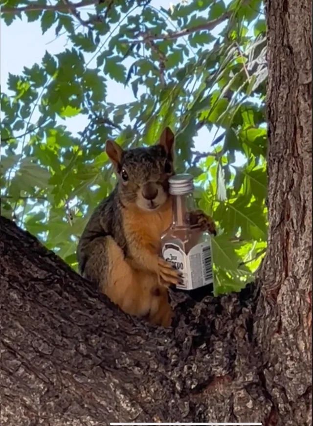 Белка в дереве держит бутылку алкоголя