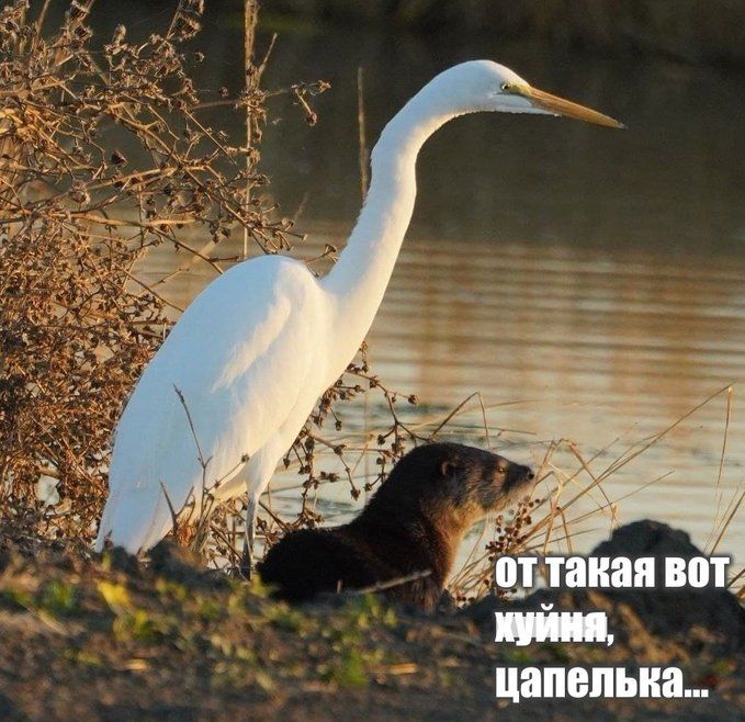 от такая вот куйня, цапелька...