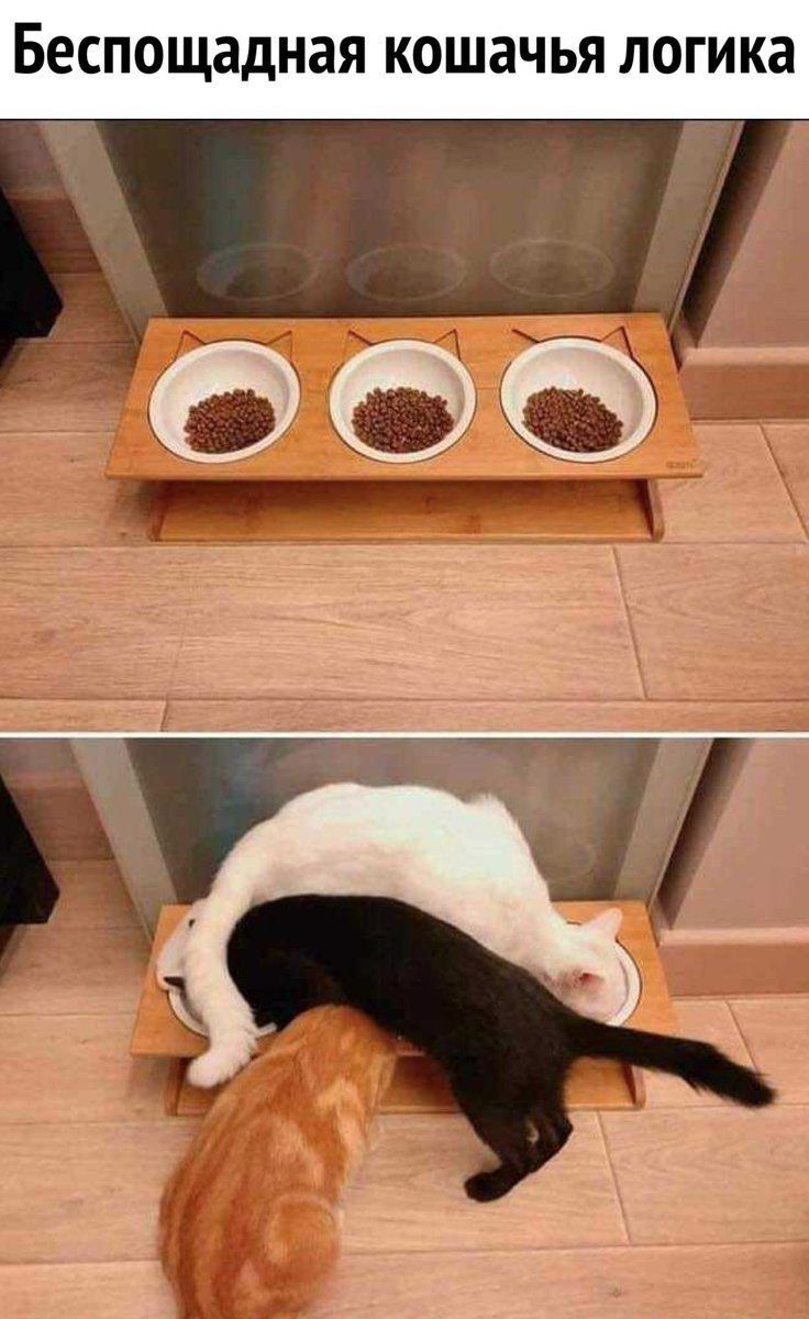Беспощадная кошачья логика
