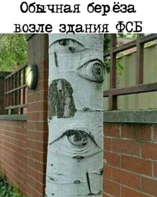 Обычная берёза возле здания ФСБ