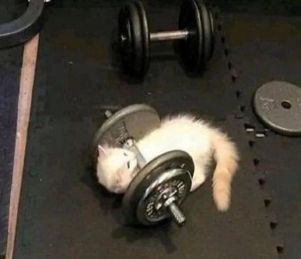 Белый котёнок с гантелей в спортзале