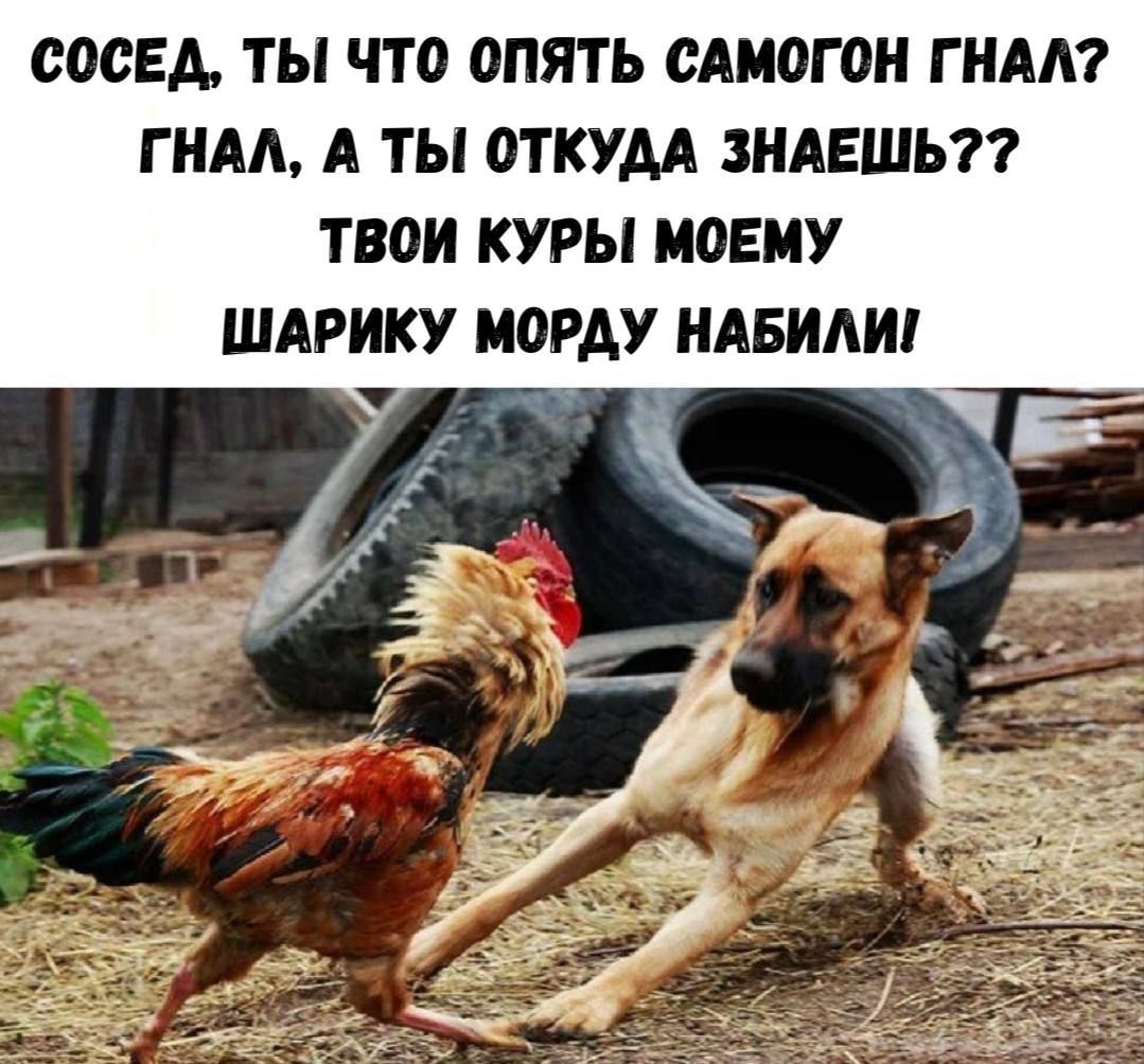СОСЕДА. ТЫ ЧТО ОПЯТЬ САМОГОН ГНАЛ? ГНАЛ, А ТЫ ОТКУДА ЗНАЕШЬ?? ТВОИ КУРЫ МОЕМУ ШАРИКУ МОРДУ НАБИЛИ!