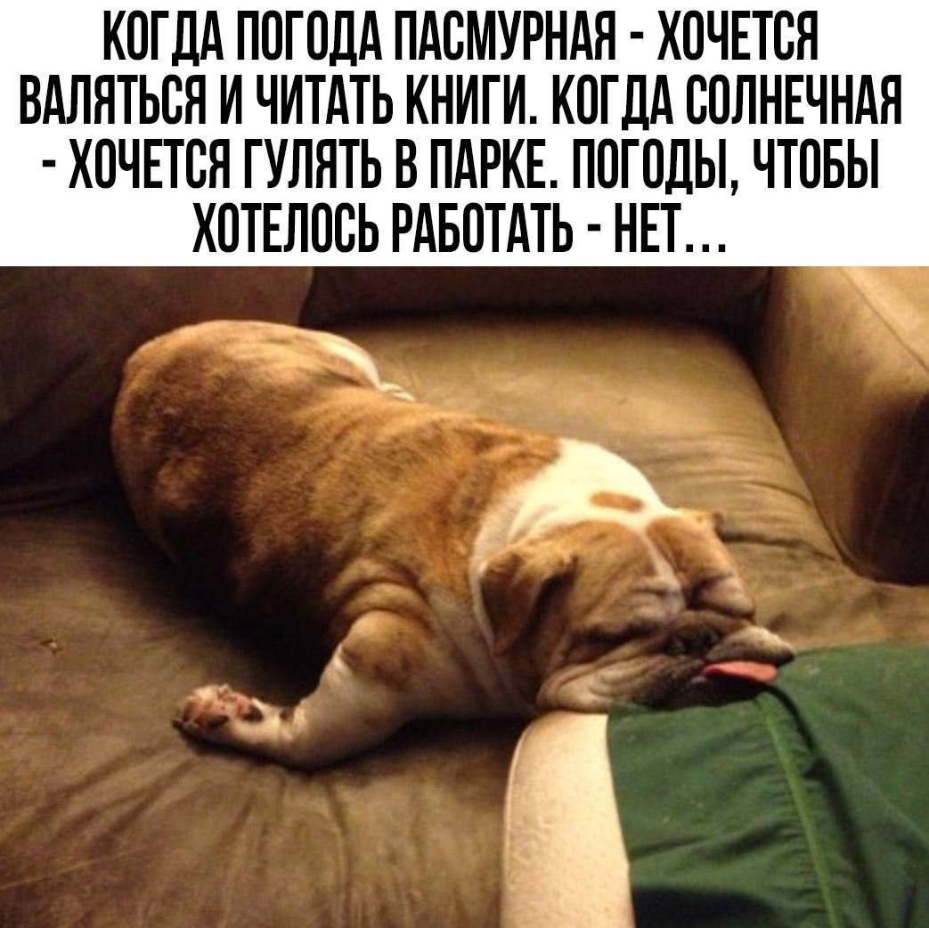 КОГДА ПОГОДА ПАСМУРНАЯ - ХОЧЕТСЯ ВАЛЯТЬСЯ И ЧИТАТЬ КНИГИ. КОГДА СОЛНЕЧНАЯ - ХОЧЕТСЯ ГУЛЯТЬ В ПАРКЕ. ПОГОДЫ, ЧТОБЫ ХОТЕЛОСЬ РАБОТАТЬ - НЕТ…